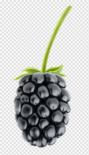 Blueberry fruit, Blackberry pie Fruit salad, Blackberry Fruit Pic transparent background PNG clipart
