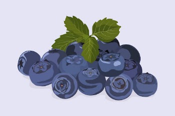 Blueberry fruit clipart, realistic illustration | Free Photo Illustration - rawpixel