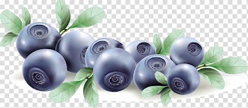 Blueberry Fruit Euclidean , Blueberries transparent background PNG clipart