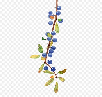 Blueberry Fruit - Watercolor Blueberry 