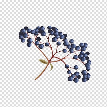 Blueberry ilustration, Wedding invitation Flower Christmas decoration, Blue berries transparent background PNG clipart