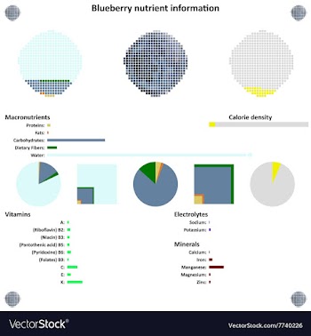 Blueberry nutrient information vector image