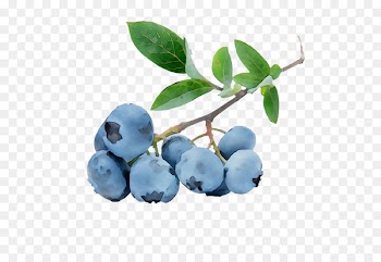 Blueberry pie Tart Quiche Bilberry -  