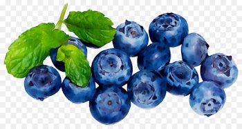 Blueberry Tea European blueberry Superfood -  