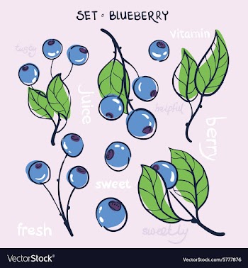 Blueberry vector image