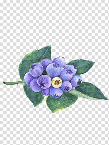 Blueberry Watercolor painting Dietary supplement, Beautiful hand-painted blueberry transparent background PNG clipart