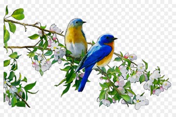 Bluebird Branch Blank Beak Tree Free Greetings Blank TFG89002 Finches -  