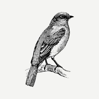 Bluebird drawing, animal vintage illustration | Free PSD - rawpixel