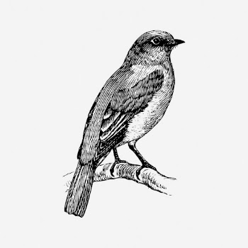 Bluebird drawing, vintage animal illustration. | Free Photo - rawpixel