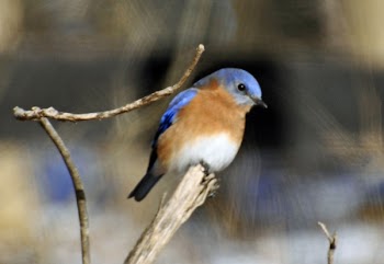 Bluebird.jpg