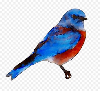 Bluebird of happiness Stock photography Royalty-free Image -  