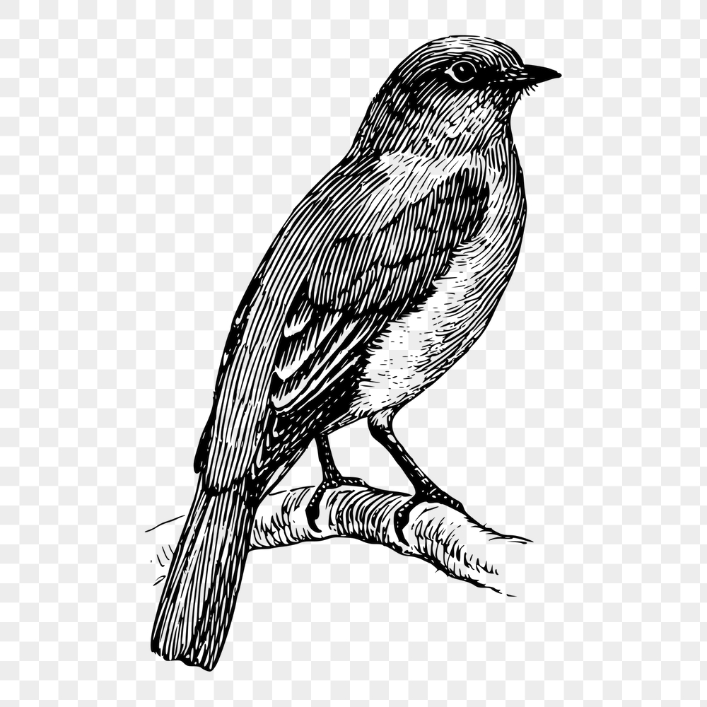 Bluebird png sticker, animal vintage | Free PNG - rawpixel