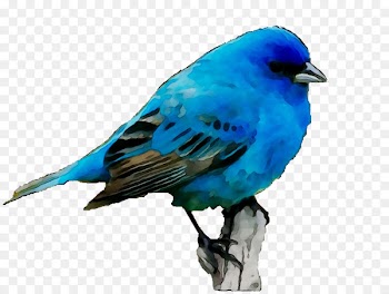 Bluebirds Sparrow Feather Beak -  