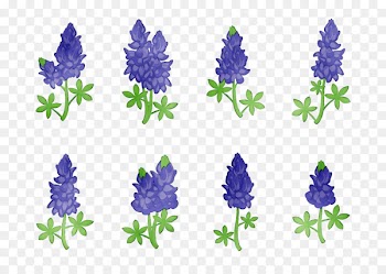 Bluebonnet Purple Lavender Cut flowers Tree -  