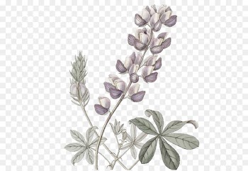 Bluebonnet Stock photography Illustration Drawing Watercolor painting - botanical vector 