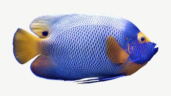 Blueface angelfish collage element psd | Free PSD - rawpixel
