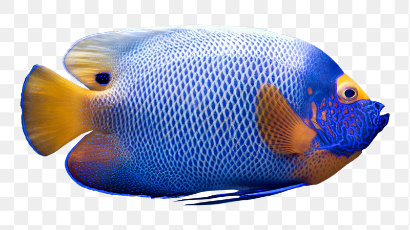 Blueface angelfish png sticker, transparent | Free PNG - rawpixel