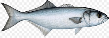 Bluefish Fishing Fish market Pelagic fish - Fishing 