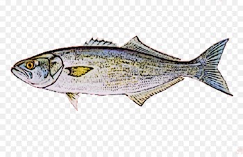 Bluefish Herring Seafood Fishing - seafood 