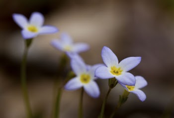Bluets flower. Free public domain | Free Photo - rawpixel