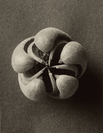 Blumenbachia hieronymi (Loasaceae); Karl Blossfeldt | Free Photo - rawpixel
