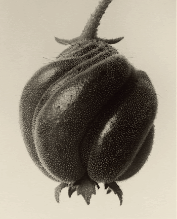 Blumenbachia hieronymi (Loasaceae); Karl Blossfeldt | Free Photo - rawpixel