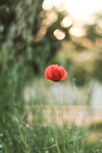 Blurred Background Photo of a Flower · Free Stock Photo