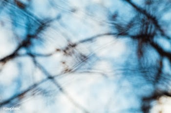 Blurred branches  | Free public domain photo - 560228