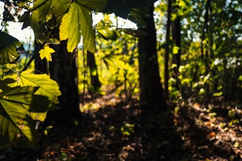 Blurred forest in the atfernoon light
