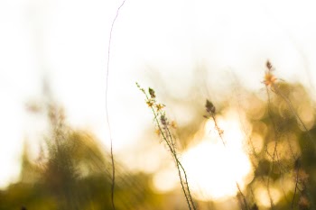Blurred Image of Wildflowers