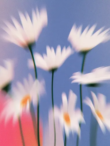 Blurry Portrait of Daisies Blurry Portrait of Daisies
