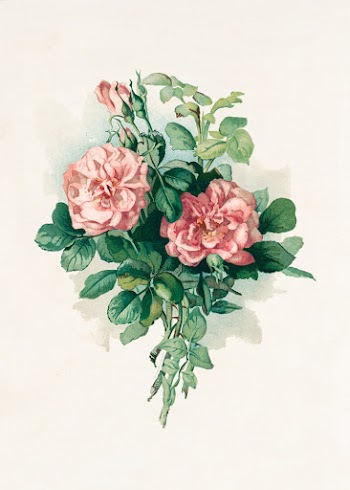 Blush roses (1890) in high resolution by L. Prang & Co. Original from The Library of Congress. Digitally enhanced by rawpixel.
