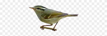 Blyth's Leaf-warbler - Golden Crowned Kinglet