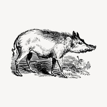 Boar clipart, vintage hand drawn | Free Vector - rawpixel