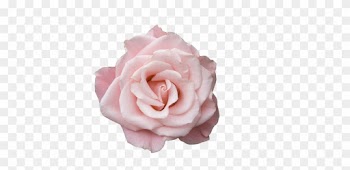 Board, Pink - Pale Rose