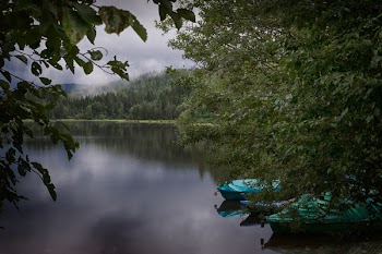 Boats Docked Beside Green Leafed Tree