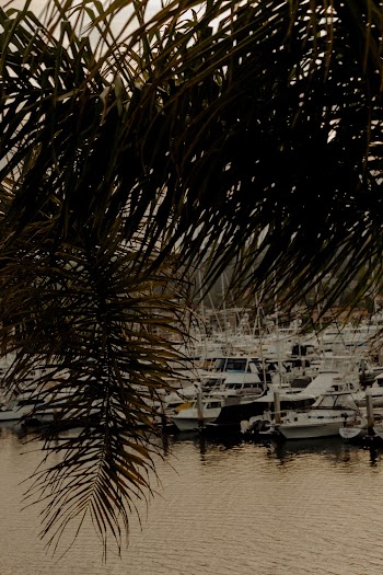 Boats Near Palm Trees