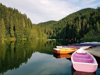 Boats On Calm Body Of Water Surrounded By Trees
