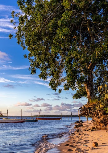 Boats on Sea Near Green Tree