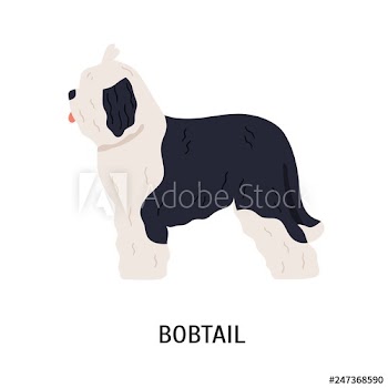 Bobtail or Old English Sheepdog