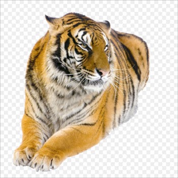 Boca Raton City Fish Market Gold Coast Tigress Tiger Bay Club - tiger 