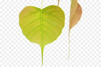 Bodhi Tree, Leaf, Mahamevnawa Buddhist Monastery, Flower PNG