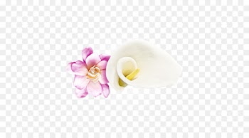 Body Jewellery, Jewellery, Human Body, Pink, Petal PNG