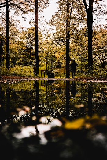 Body of Water Across Person Standing Beside Tree
