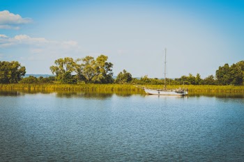 Body of Water and Green Trees and Weeds