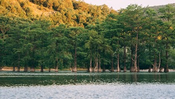 Body of Water Beside Trees