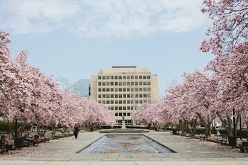 body of water between cherry blossoms