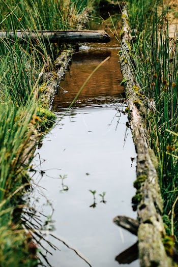 Body of Water Between Green Plants