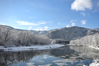 Body of Water Between Trees