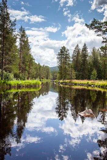 Body of Water Between Trees